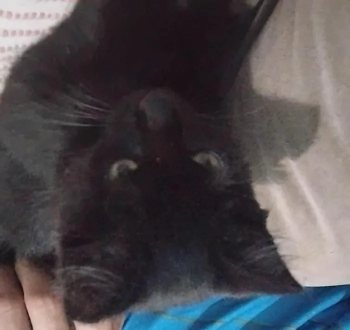 Gato raça SRD-ViraLata idade 2 a 6 meses nome Amora 
