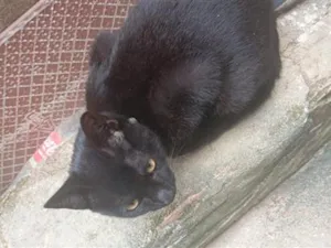 Gato raça SRD-ViraLata idade 2 a 6 meses nome Amora 