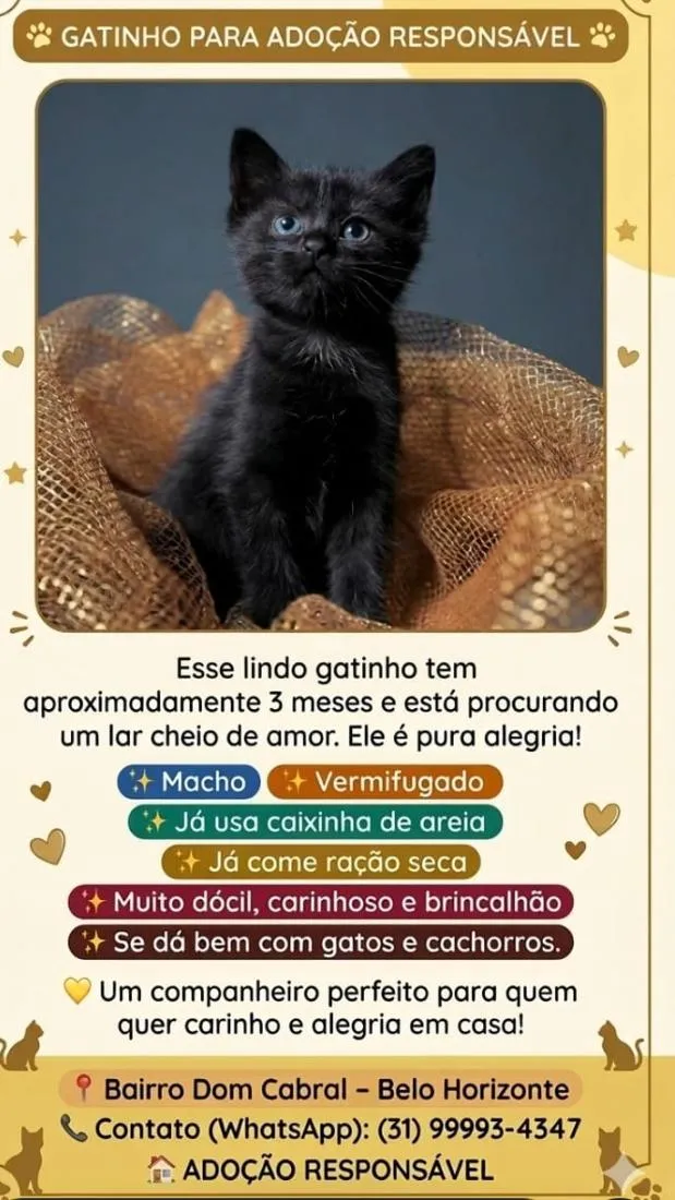 Gato raça SRD-ViraLata idade 2 a 6 meses nome meia noite