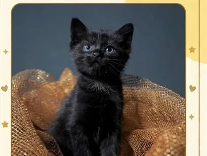 Gato raça SRD-ViraLata idade 2 a 6 meses nome meia noite
