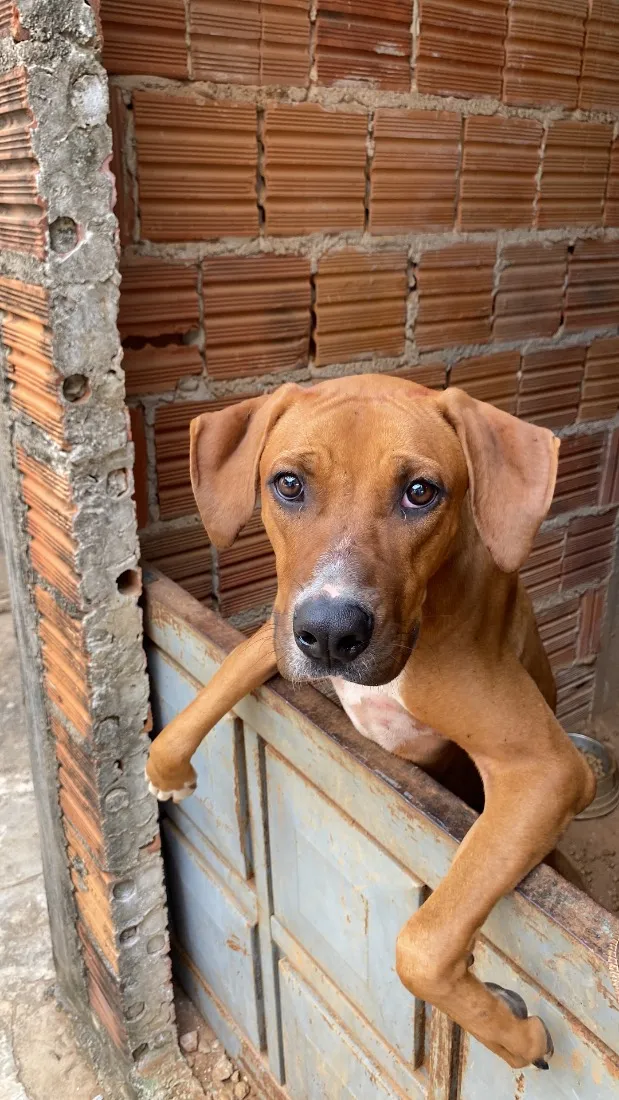 Cachorro raça SRD-ViraLata idade 7 a 11 meses nome Zayra