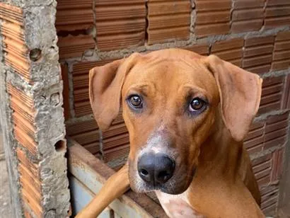 Cachorro raça SRD-ViraLata idade 7 a 11 meses nome Zayra