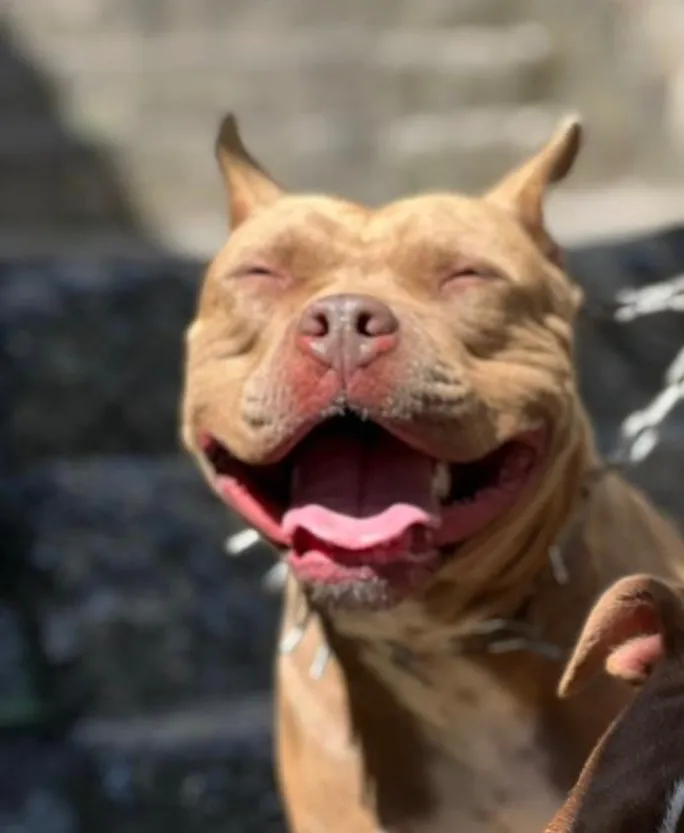 Cachorro raça Pit-Bull idade 2 a 6 meses nome Sem nome 
