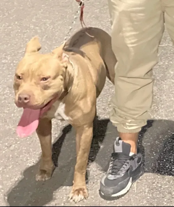 Cachorro raça Pit-Bull idade 2 a 6 meses nome Sem nome 
