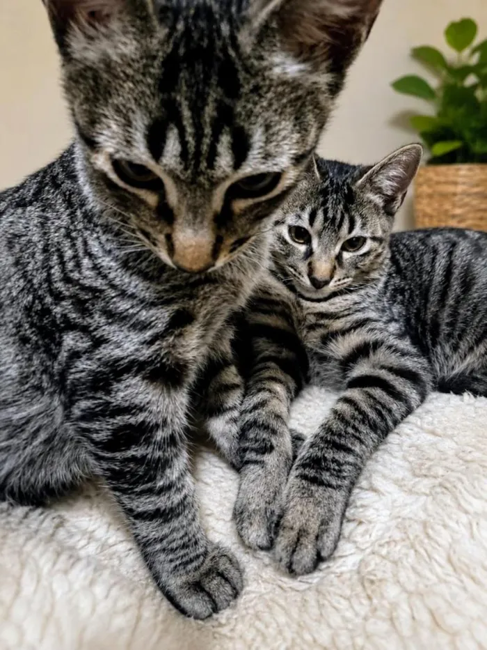 Gato raça SRD-ViraLata idade 2 a 6 meses nome Dengo e Vicky