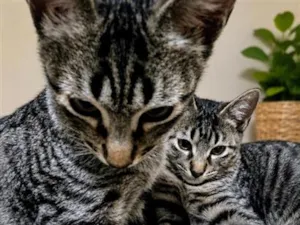 Gato raça SRD-ViraLata idade 2 a 6 meses nome Dengo e Vicky