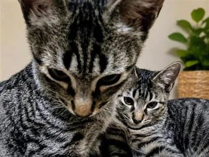 Gato raça SRD-ViraLata idade 2 a 6 meses nome Dengo e Vicky