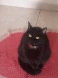 Bibi