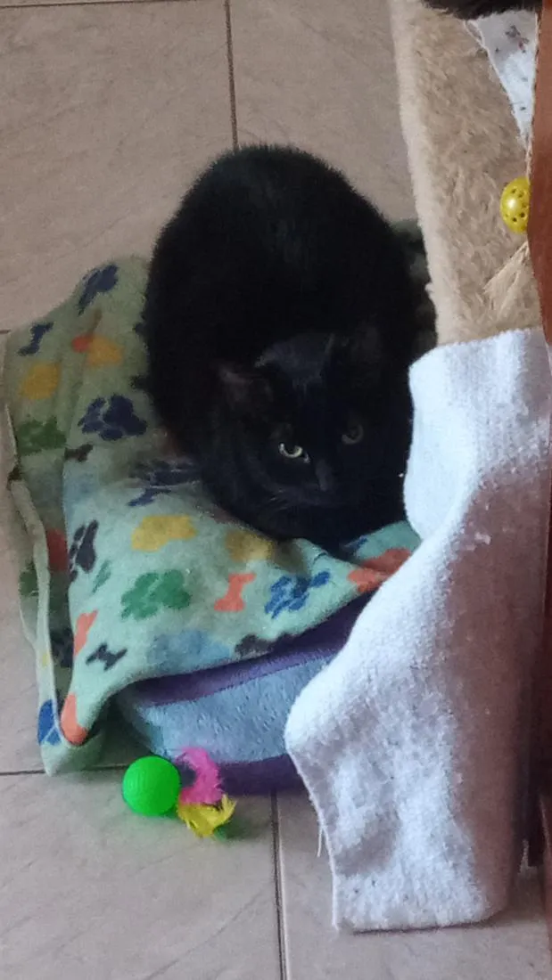 Gato raça SRD-ViraLata idade 6 ou mais anos nome Bibi