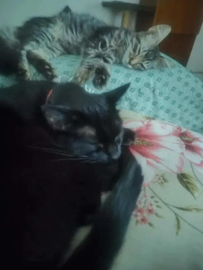Gato raça SRD-ViraLata idade 6 ou mais anos nome Bibi