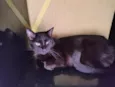 Bibi