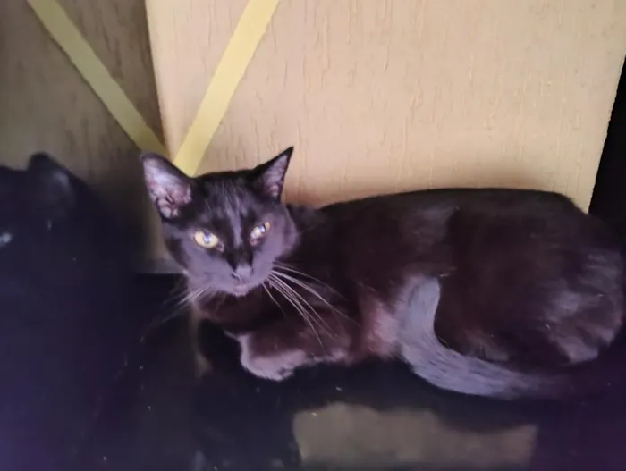 Gato raça SRD-ViraLata idade 6 ou mais anos nome Bibi