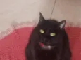 Bibi