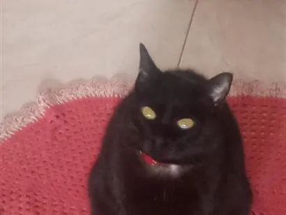 Gato raça SRD-ViraLata idade 6 ou mais anos nome Bibi