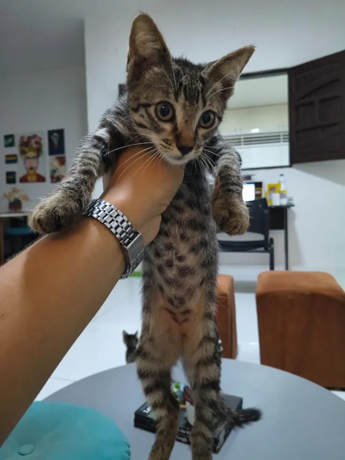 Gato raça SRD-ViraLata idade 2 a 6 meses nome sem nome ainda 