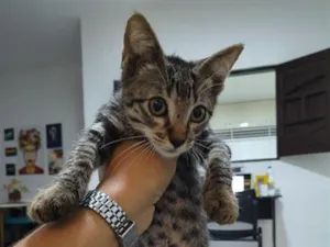 Gato raça SRD-ViraLata idade 2 a 6 meses nome sem nome ainda 