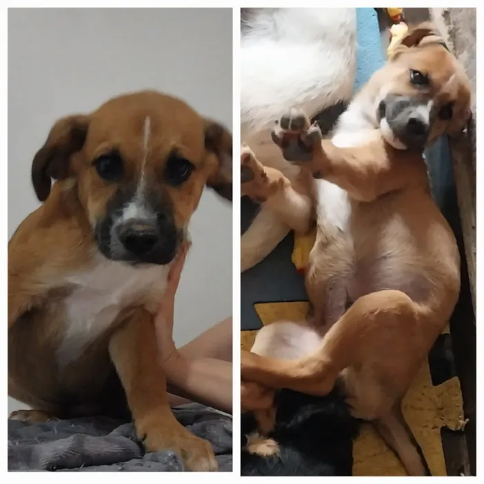 Cachorro raça SRD-ViraLata idade 7 a 11 meses nome Aldinho