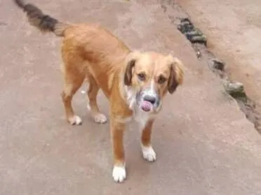 Cachorro raça SRD-ViraLata idade 7 a 11 meses nome Urso