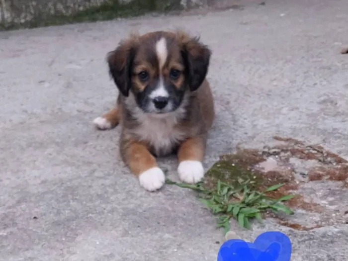 Cachorro raça SRD-ViraLata idade 7 a 11 meses nome Urso