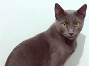 Gato raça SRD-ViraLata idade 1 ano nome CÉLIO BLUE