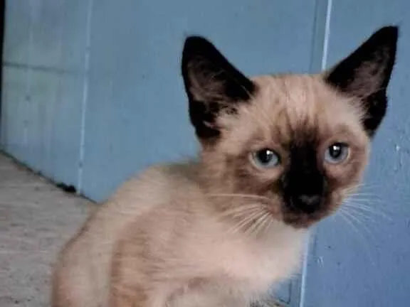 Gato raça Siamês idade 2 a 6 meses nome Logan e Bruce