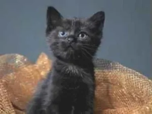Gato raça SRD-ViraLata idade 2 a 6 meses nome meia noite