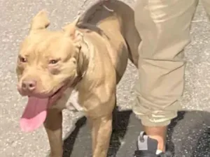 Cachorro raça Pit-Bull idade 2 a 6 meses nome Sem nome 