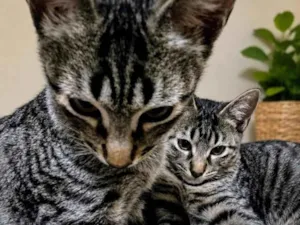 Gato raça SRD-ViraLata idade 2 a 6 meses nome Dengo e Vicky