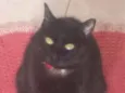 Bibi