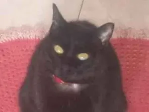 Gato raça SRD-ViraLata idade 6 ou mais anos nome Bibi