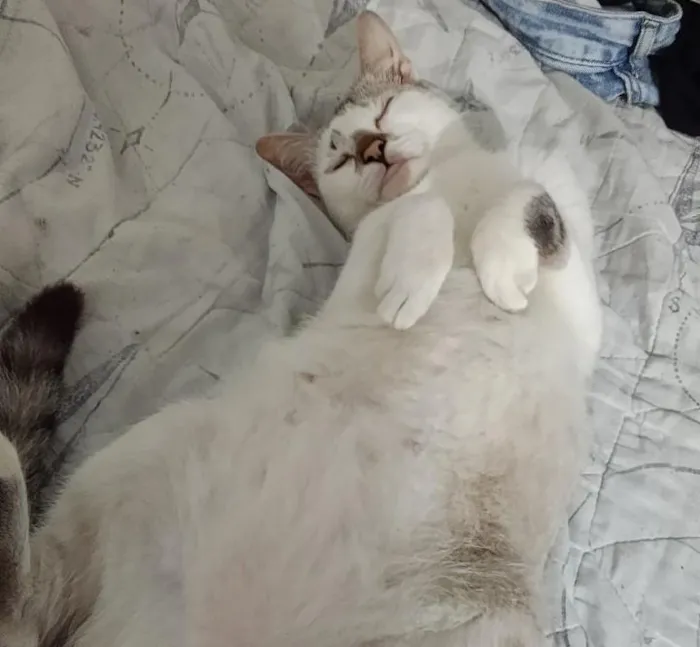 Gato raça SRD-ViraLata idade 2 a 6 meses nome Raksha