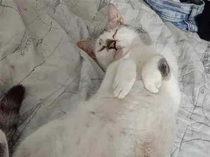 Gato raça SRD-ViraLata idade 2 a 6 meses nome Raksha