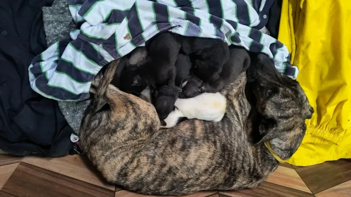 Cachorro raça SRD-ViraLata idade 1 ano nome Pandora 