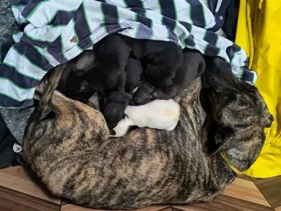 Cachorro raça SRD-ViraLata idade 1 ano nome Pandora 