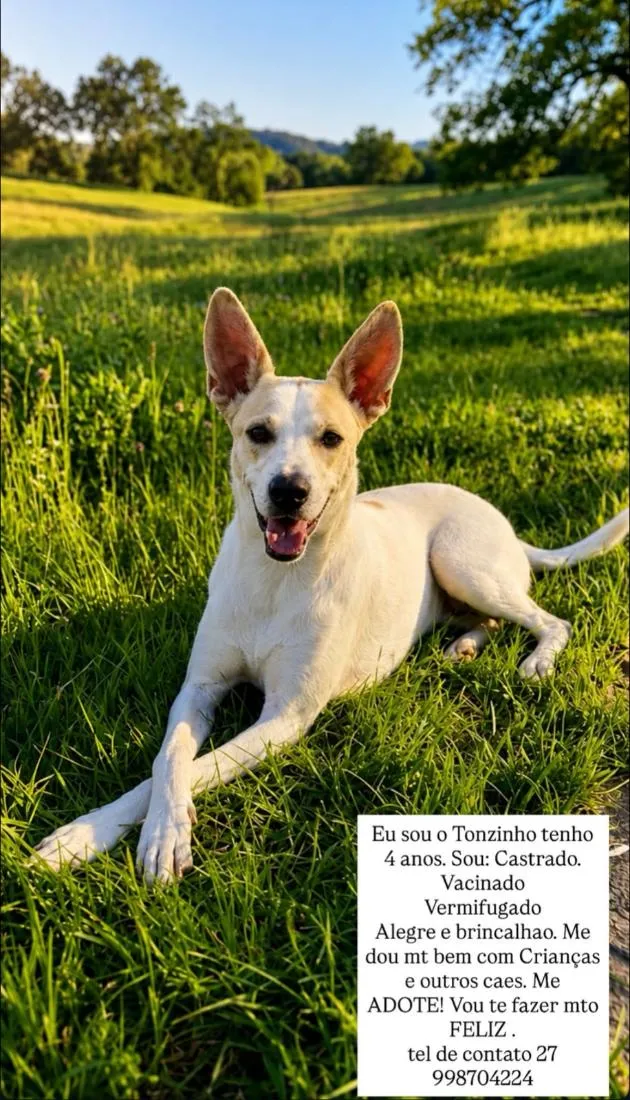 Cachorro raça SRD-ViraLata idade 4 anos nome Tonzinho