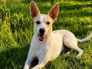 Cachorro raça SRD-ViraLata idade 4 anos nome Tonzinho