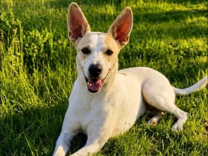 Cachorro raça SRD-ViraLata idade 4 anos nome Tonzinho