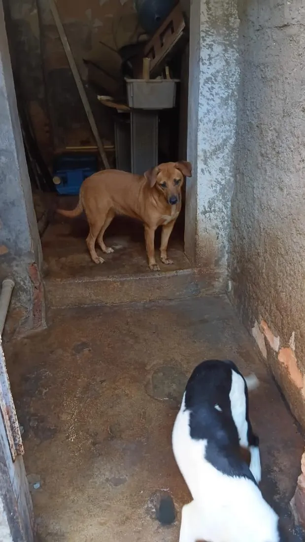 Cachorro raça SRD-ViraLata idade 1 ano nome Luana