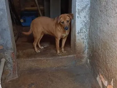 Cachorro raça SRD-ViraLata idade 1 ano nome Luana