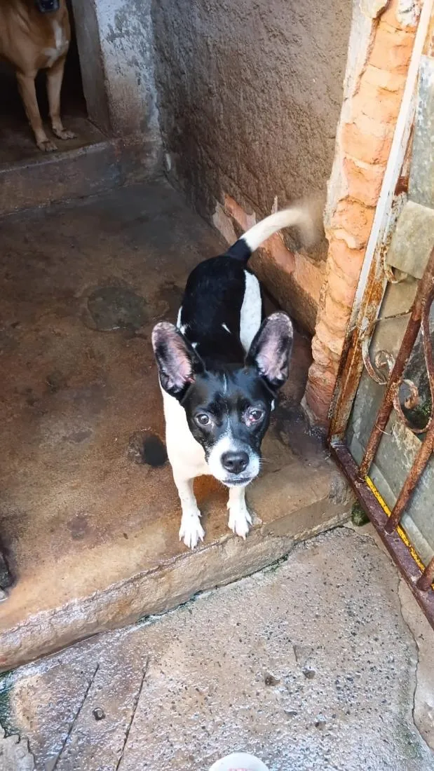 Cachorro raça SRD-ViraLata idade 1 ano nome Atena