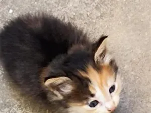 Gato raça SRD-ViraLata idade 2 a 6 meses nome não tem nome ainda 