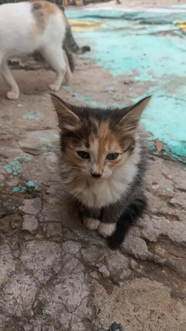 Gato raça SRD-ViraLata idade 2 a 6 meses nome não tem nome ainda 