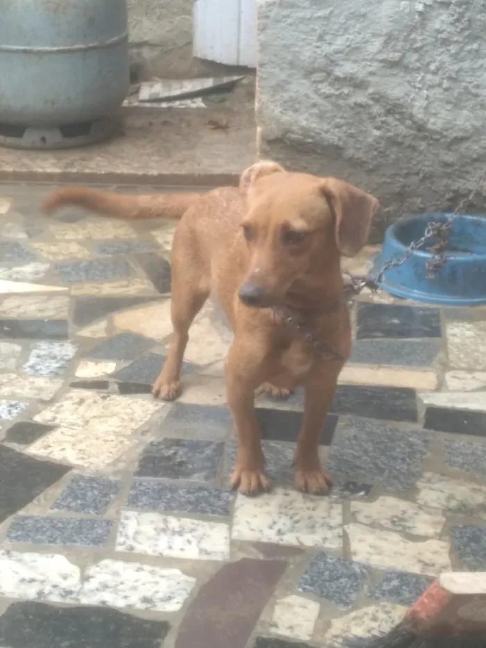 Cachorro raça SRD-ViraLata idade Abaixo de 2 meses nome Kaila