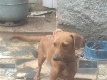 Cachorro raça SRD-ViraLata idade Abaixo de 2 meses nome Kaila