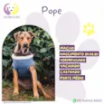 Pope