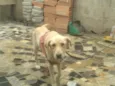 Charlota
