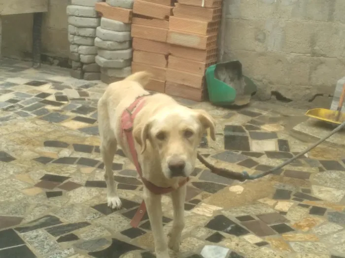 Cachorro raça SRD-ViraLata idade 1 ano nome Charlota