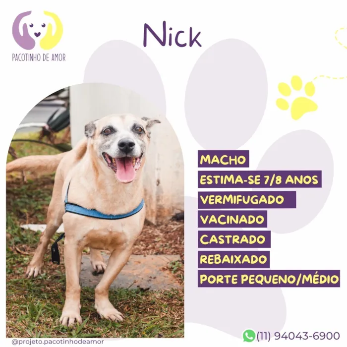 Cachorro raça SRD-ViraLata idade 7 a 11 meses nome Nick