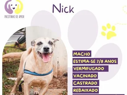 Cachorro raça SRD-ViraLata idade 7 a 11 meses nome Nick