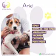 Ariel